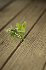 rosemary and oregano on wooden table