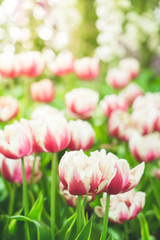 Beautiful and colorful tulips in the garden