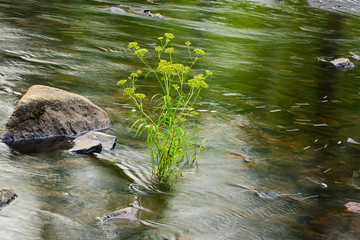 The green grass grows out of the water. Summer background.