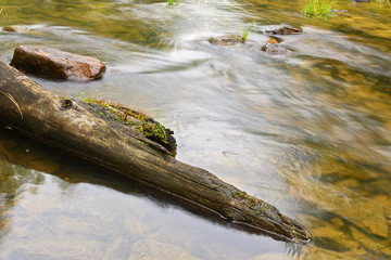 Old log in the water. Movement of water.