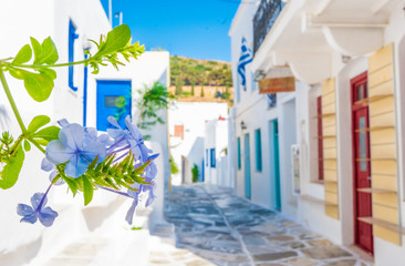 Traditional greek street with focus on blue blossoming flower on summer sunny day, Lefkes, Paros...