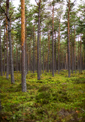 Pine forest