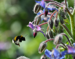 Flowers of borage grass and bumblebee
