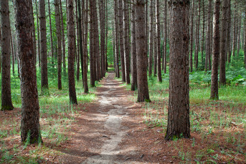 Tranquil idyllic forest way