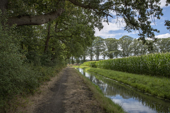 Landscape at Dalen Drenthe Netherlands. Canal near forest and field of maize. Summer.