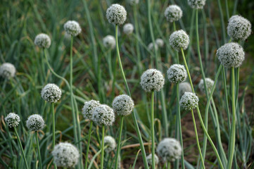 Blossoming seed onion