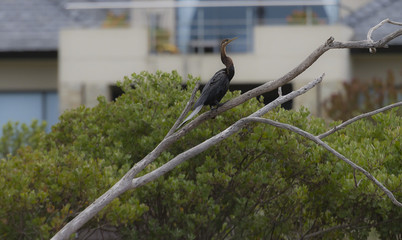 Cormorant, ( Phalacrocoracidae), standing on branch facing right with stretched neck, Cape Town, South Africa