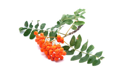 bright healthy rowan isolated on the white