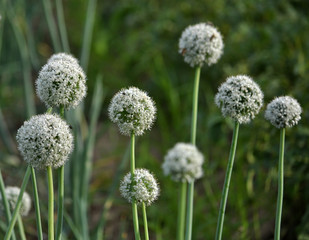 Blossoming seed onion