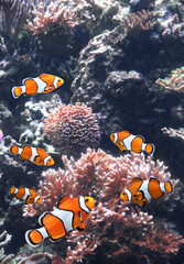 Fototapeta na wymiar Sea corals and clown fish
