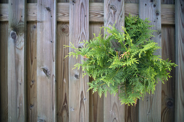 Evergreen branch of thuja making its' way through the planed fence planks