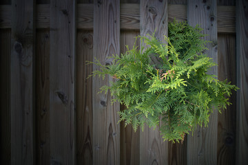 Evergreen branch of thuja making its' way through the planed fence planks, darkened vignette