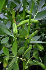 Legume equine bushes with pods and leaves