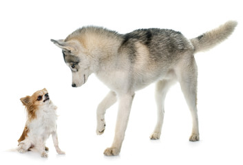 gray siberian husky and chihuahua