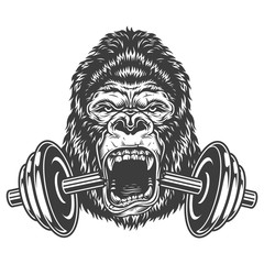 Bodybuilding concept with gorilla