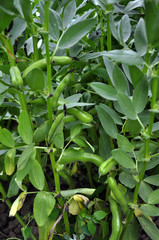 Legume equine bushes with pods and leaves