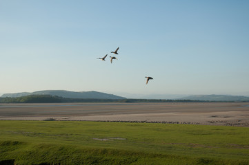 Arnside Ducks