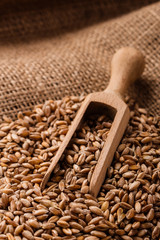 spelt seeds on the sack, dark rustic background