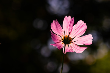 pink kosmos flower in the backlight © Anna