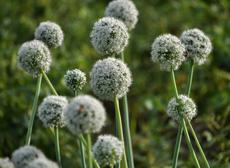 Blossoming seed onion
