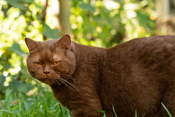 disgruntled brown british cat shows tongue
