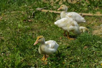 Small domestic white ducklings graze on a background of green grass with yellow dandelions.