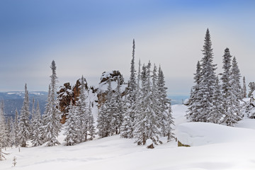 Fototapeta na wymiar Winter forest landscape with trees covered snow in Altay Mountains. Mount Utuya. Fantastic wood. Siberia, Kemerovo region, Sheregesh ski resort, March 2018.