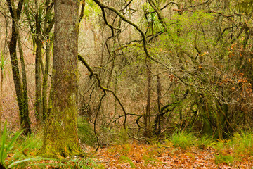 Redwoods Forest 