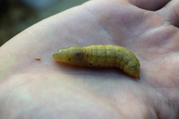 oleander hawk moth caterpillar