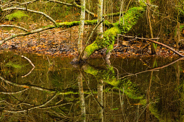 Branch Reflection 