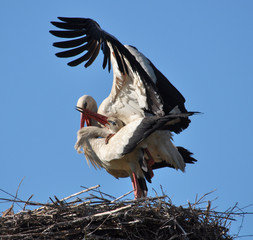 Pair of storks in the nest