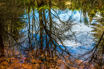Redwoods Forest - Rotorua 