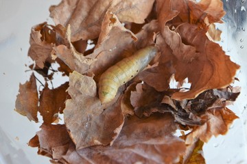oleander hawk moth caterpillar