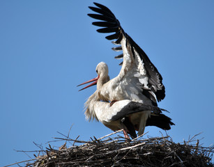 Fototapeta premium Pair of storks in the nest