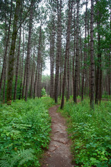Tranquil idyllic forest way