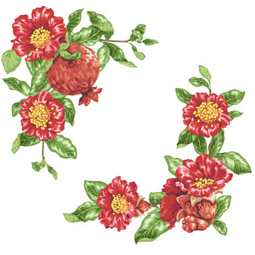 Template in vector illustration with pomegranate flowers