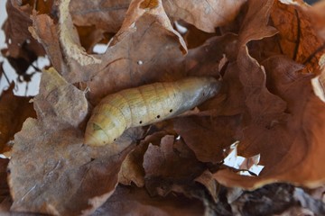 oleander hawk moth caterpillar