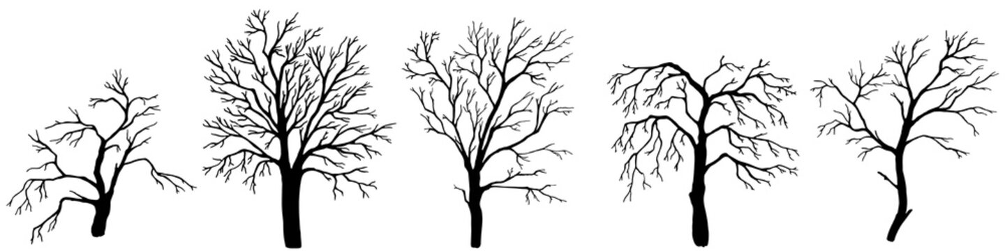 set hand drawn dead tree, vector