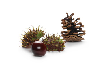 Chestnuts with pine cone isolated on white background