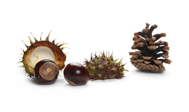 Chestnuts with pine cone isolated on white background