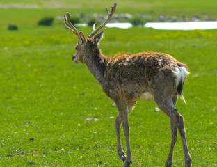 Naklejka na ściany i meble A unique period of molting deer. The deer loses its hair. It starts with the head, then goes over to the neck, legs, back and, finally, to the sides and belly. Scary ugly fur with bald patches