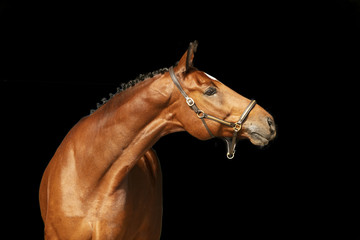 Fototapeta na wymiar Horse Portrait