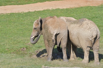 safari