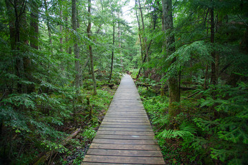 Obraz premium Tranquil idyllic forest way