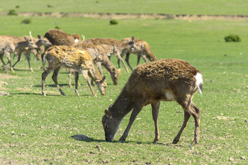 A unique period of molting deer. The deer loses its hair. It starts with the head, then goes over to the neck, legs, back and, finally, to the sides and belly. Scary ugly fur with bald patches