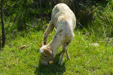 White-brown sheep. An animal with large swirling horns grazes against a background of green grass. Village.