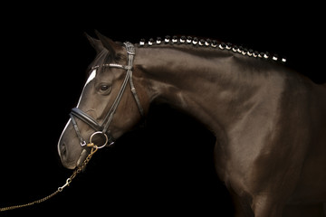 Warmblood Sports horse Portrait