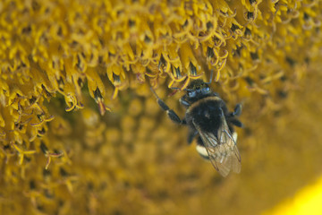 Pszczółka 4
