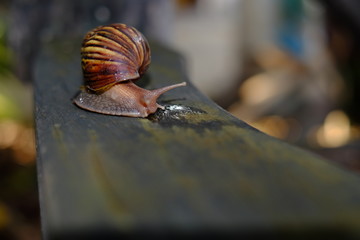 Snail animal's life eat some food in the garden