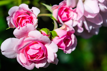 Rosales pink